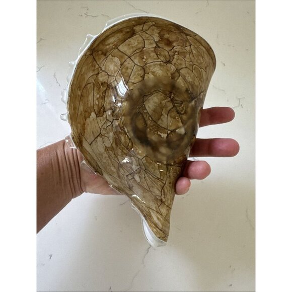 Large Art Glass Hand Blown Conch Shell Centerpiece Brown Krosno? Murano? - Picture 9 of 10